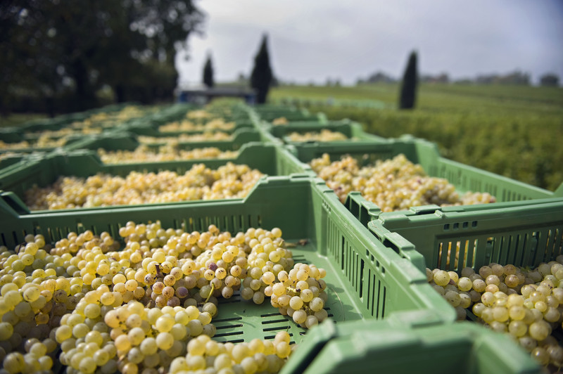 Weinlese Domaine Grand'Cour